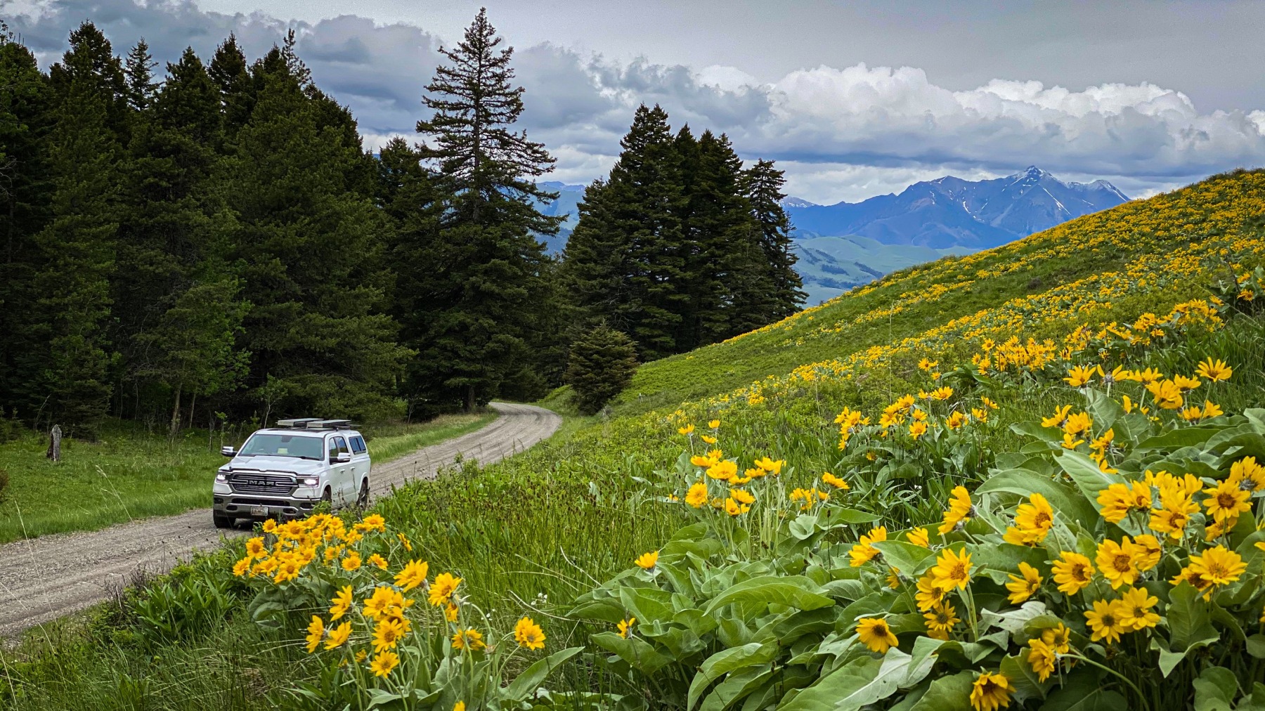 Large pickup truck driving on a dirt mountain road next to a hillside of wild flowers