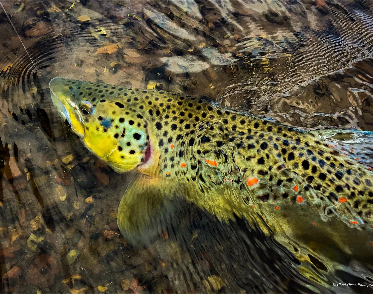 Brown trout under the surface of crystal clear river water