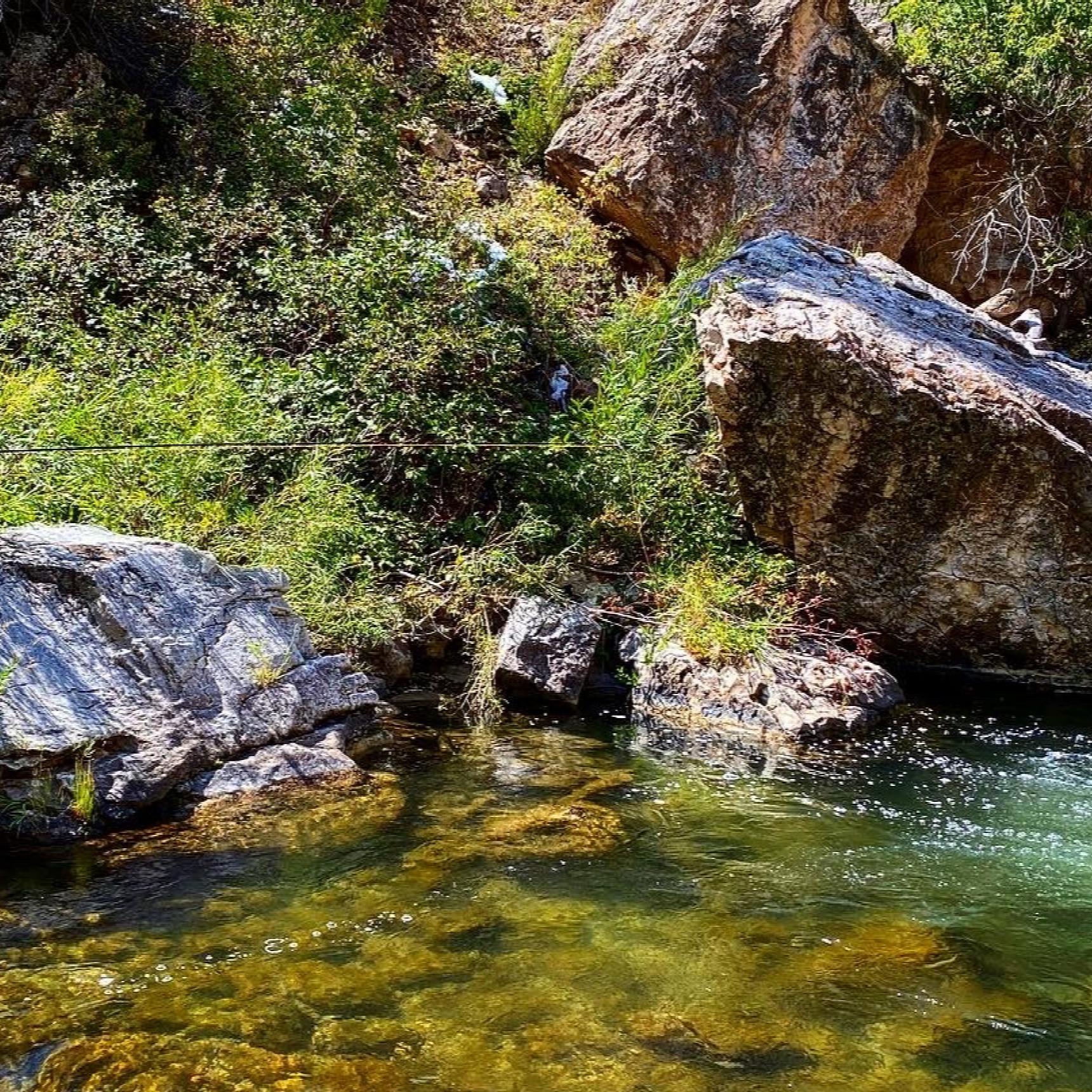 Someone fishing off a boulder in a lush stream
