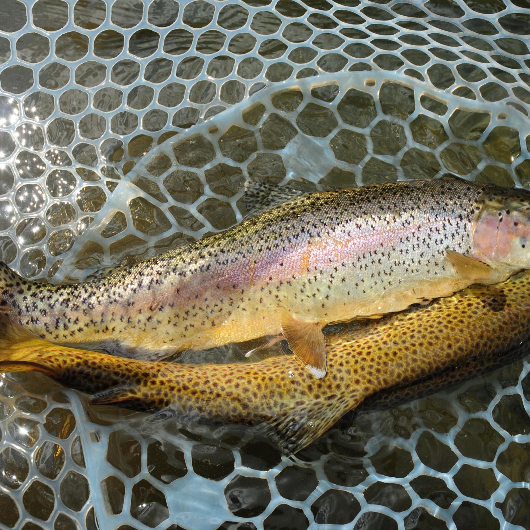 A rainbow and brown trout in the bottom of a white fishing net with water underneath.