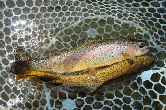 A rainbow and brown trout in the bottom of a white fishing net with water underneath. 