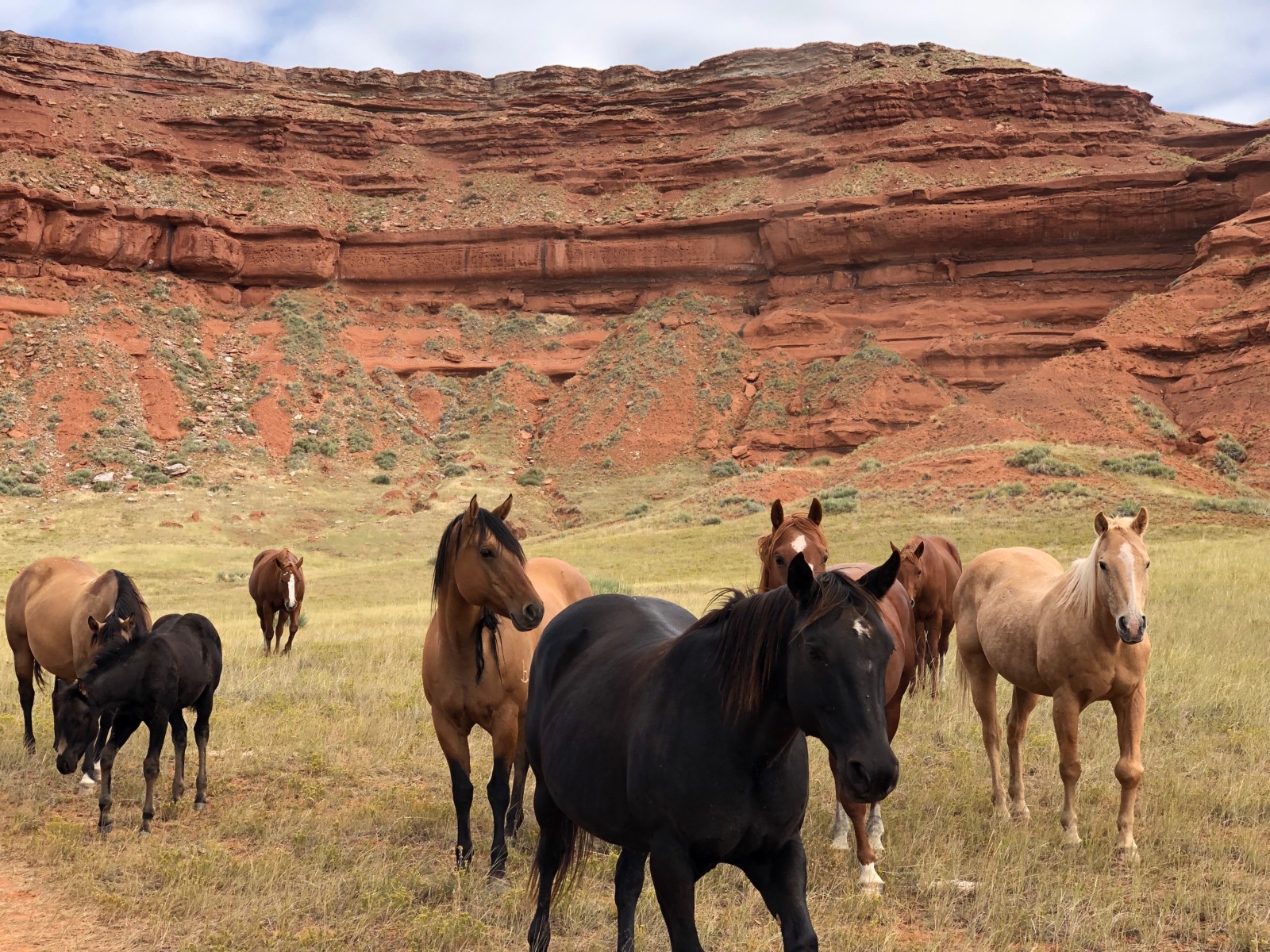 A group of eight open range horses look towards the camera from a dry grassy field with red cliffs in the background.