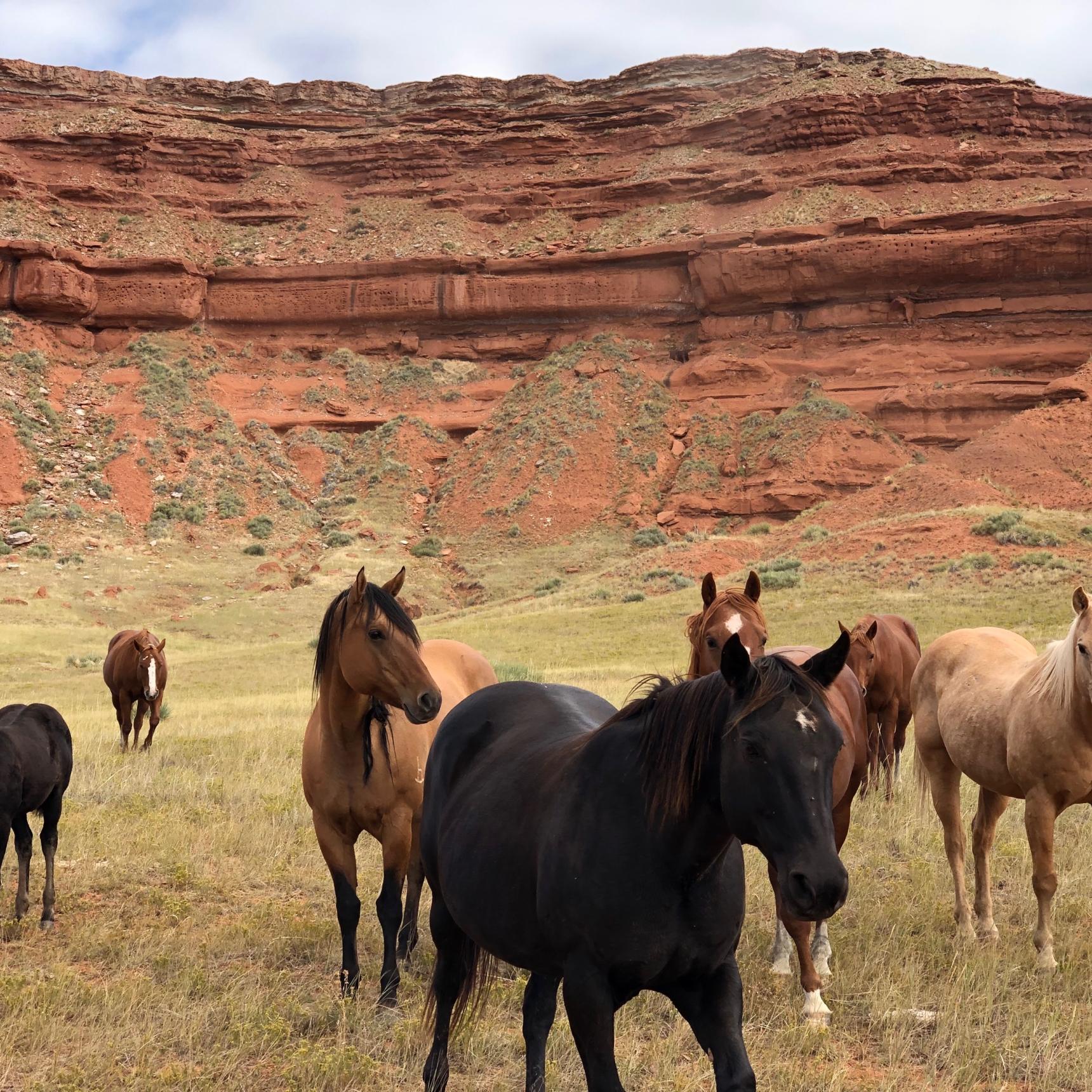 A group of eight open range horses look towards the camera from a dry grassy field with red cliffs in the background.