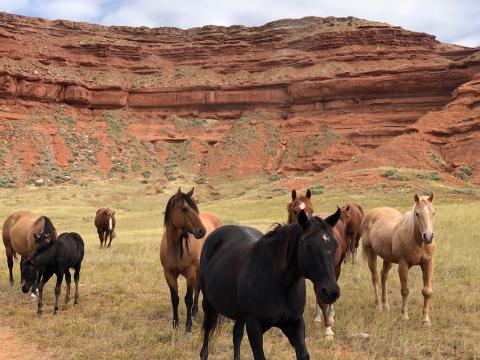 A group of eight open range horses look towards the camera from a dry grassy field with red cliffs in the background.