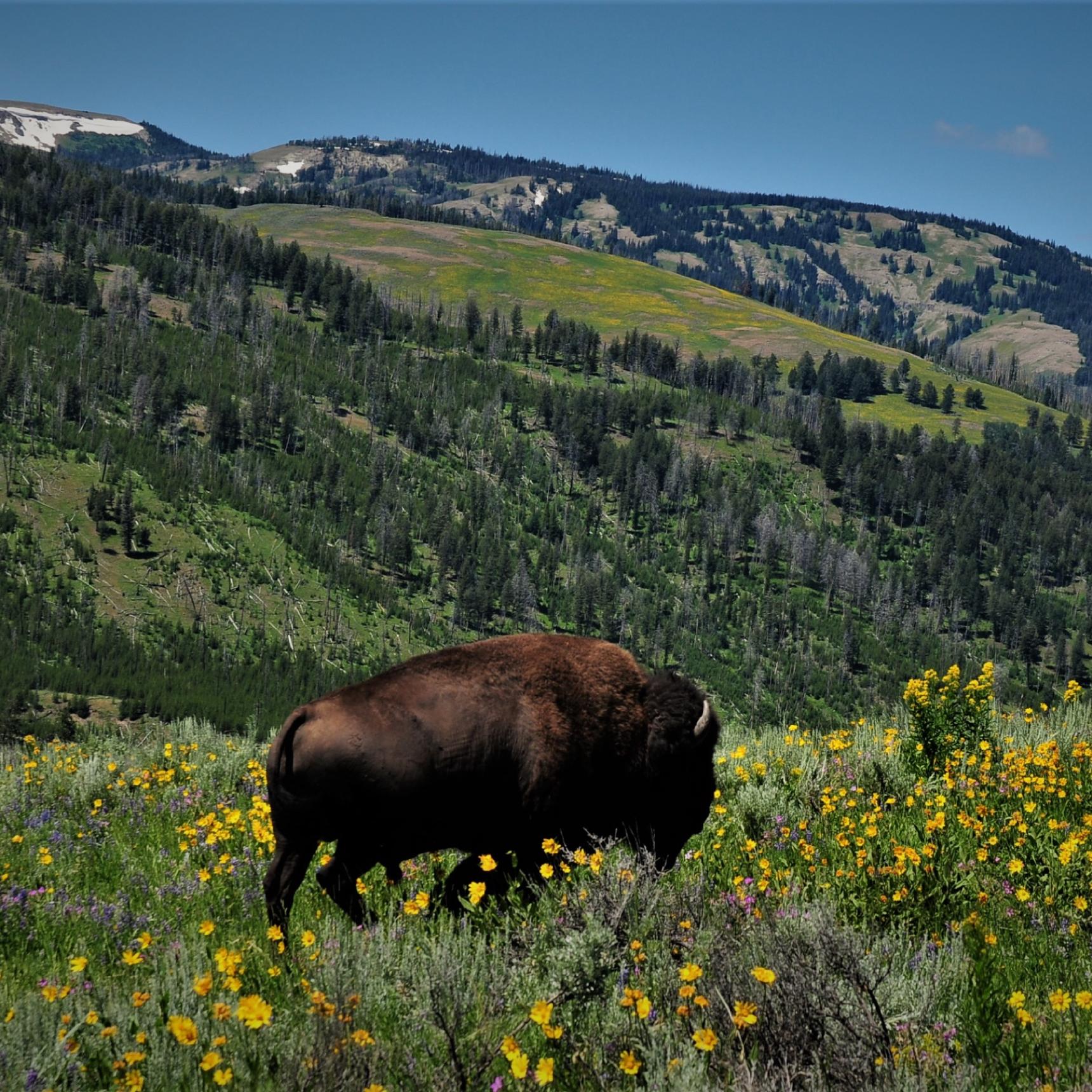Bison in the Lamar Valley, Yellowstone Park