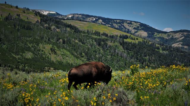 Bison in the Lamar Valley, Yellowstone Park