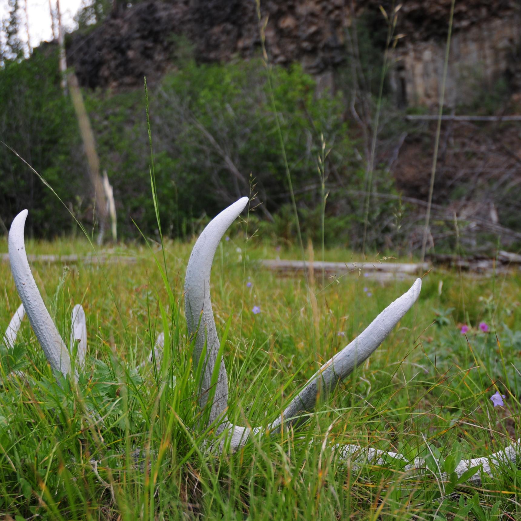 Elk antlers, Lamar River, Yellowstone Park