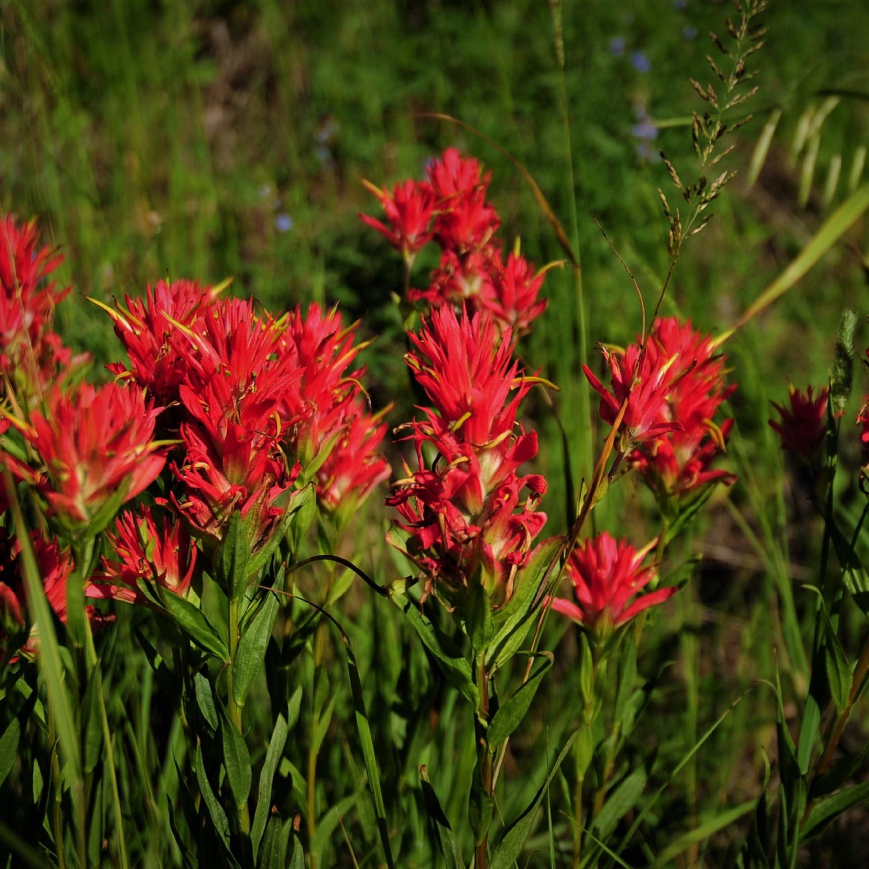 The Best Yellowstone Horseback Fishing Trips