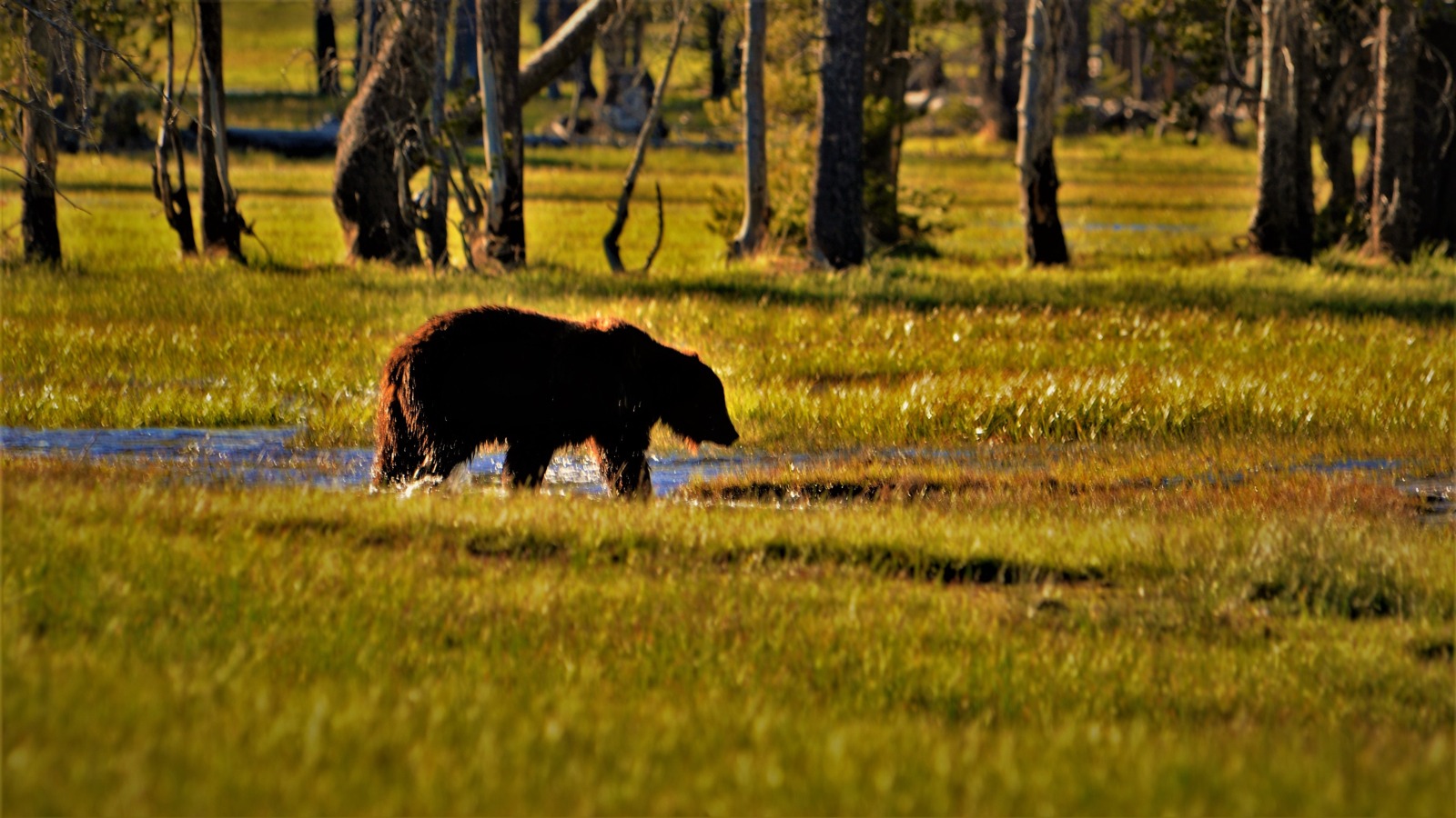 Grizzly Bear, Yellowstone Park