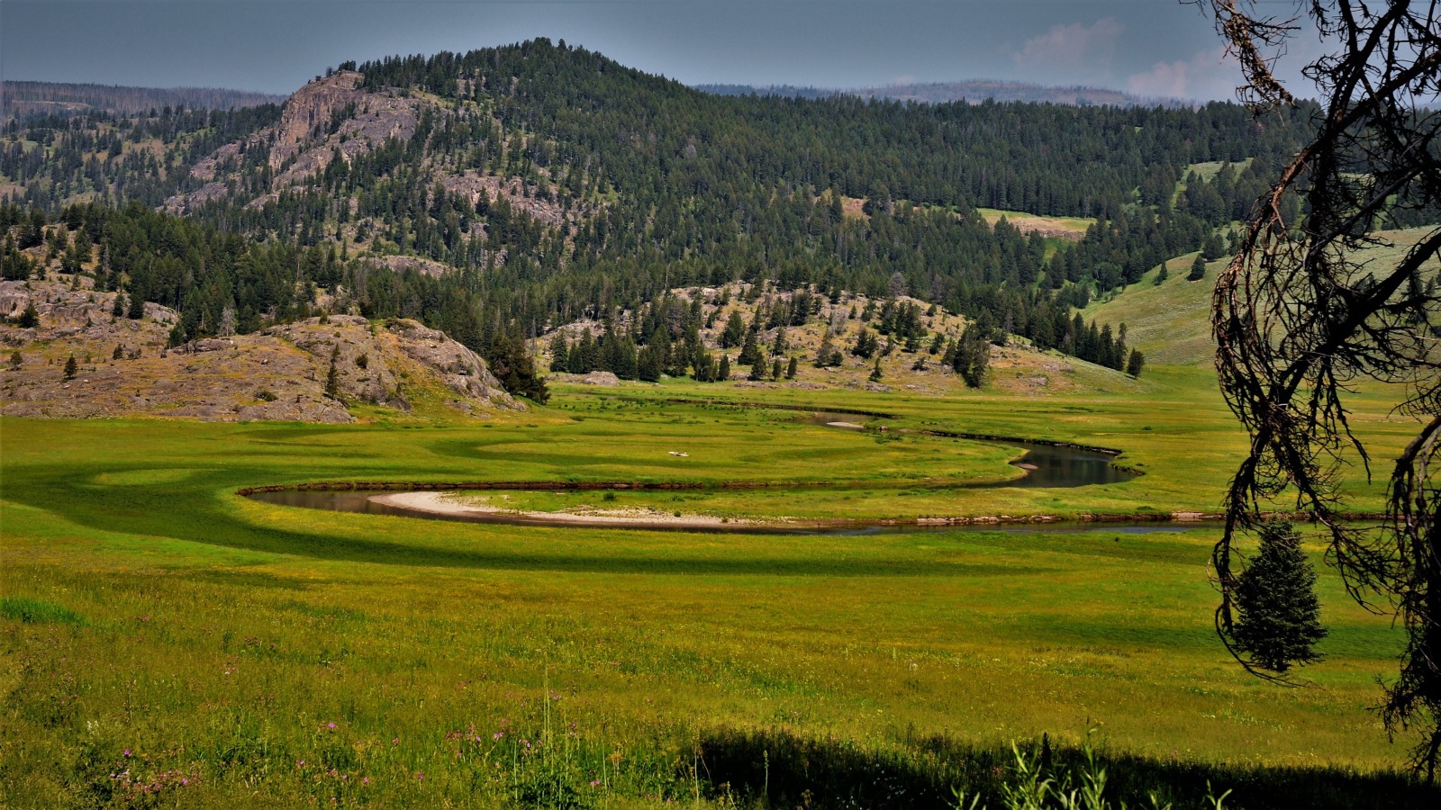 First Meadow Slough Creek, Yellowstone Park