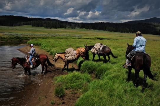 Fording a Yellowstone Park Backcountry Stream on Horseback