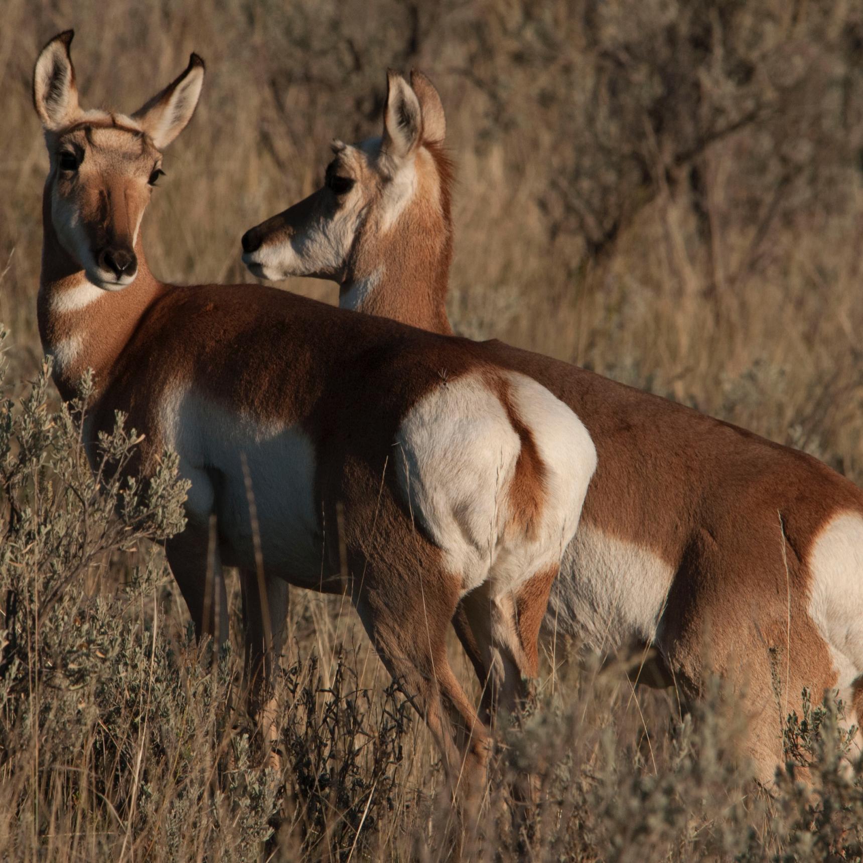 Lamar Valley Antelope, Yellowstone Park