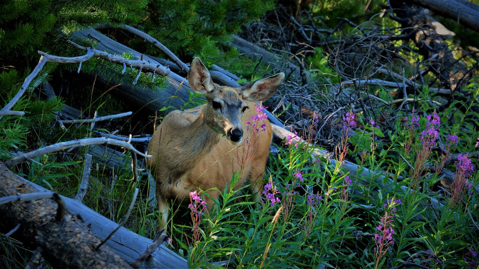 Mule deer doe, Hayden Valley, Yellowstone Park