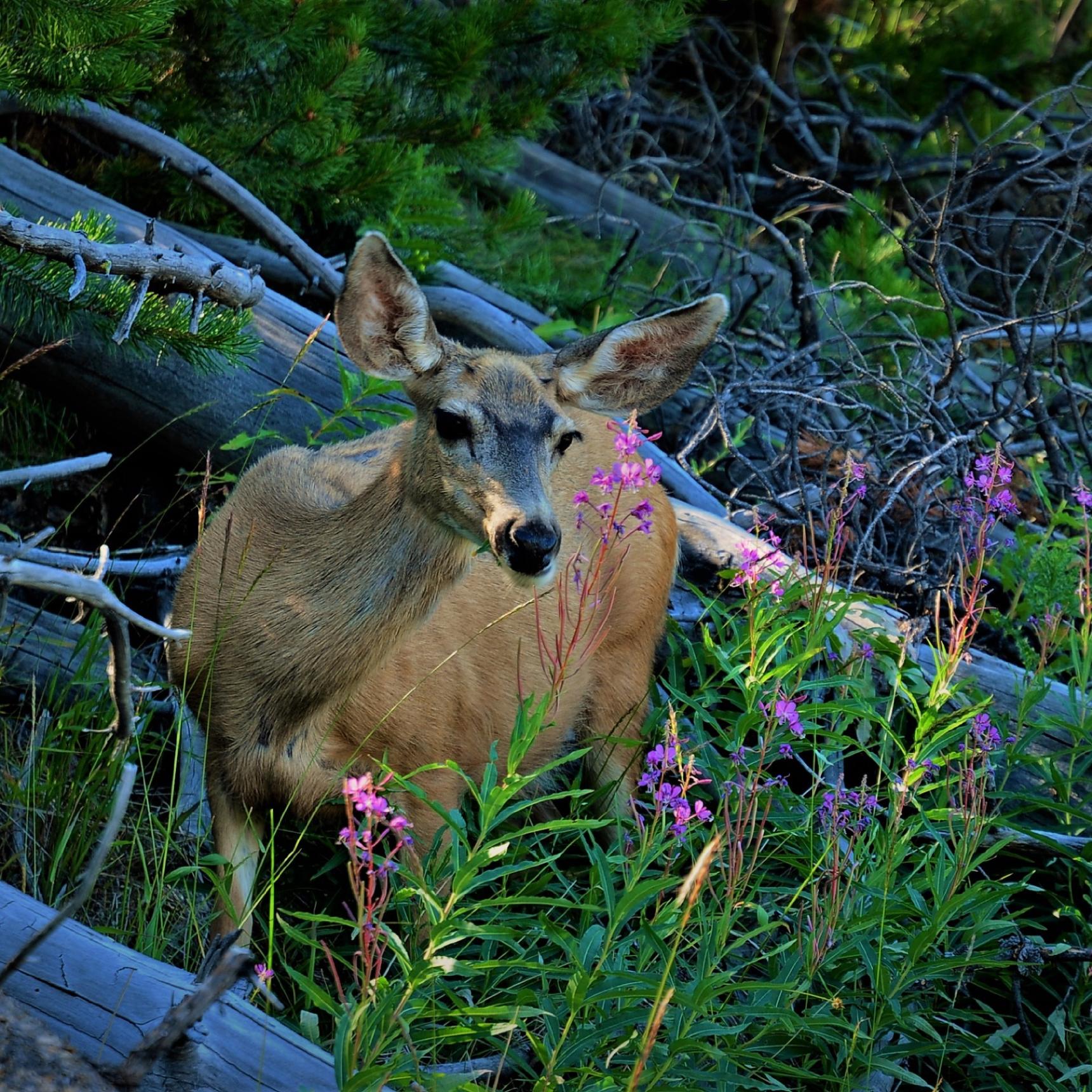 Mule deer doe, Hayden Valley, Yellowstone Park