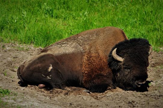 Bull bison, Lamar Valley, Yellowstone Park