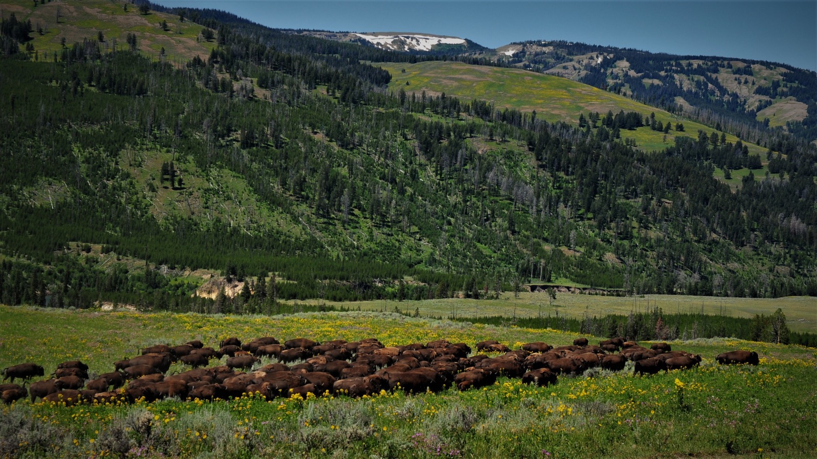 Bison herd, Lamar Valley, Yellowstone Park