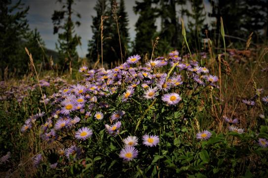 Wild flowers, Lamar River, Yellowstone Park
