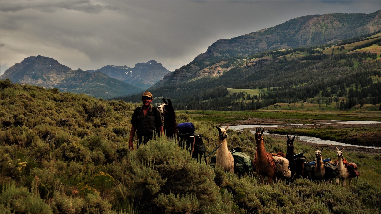 Llama Trek, Lamar Valley, Yellowstone Park