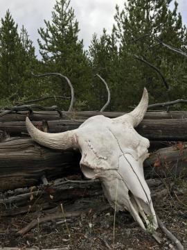 Bison skull, Yellowstone Park