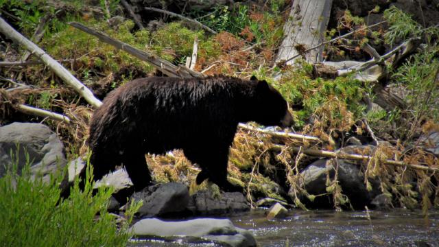 Black Bear, Miller Creek, Yellowstone Park