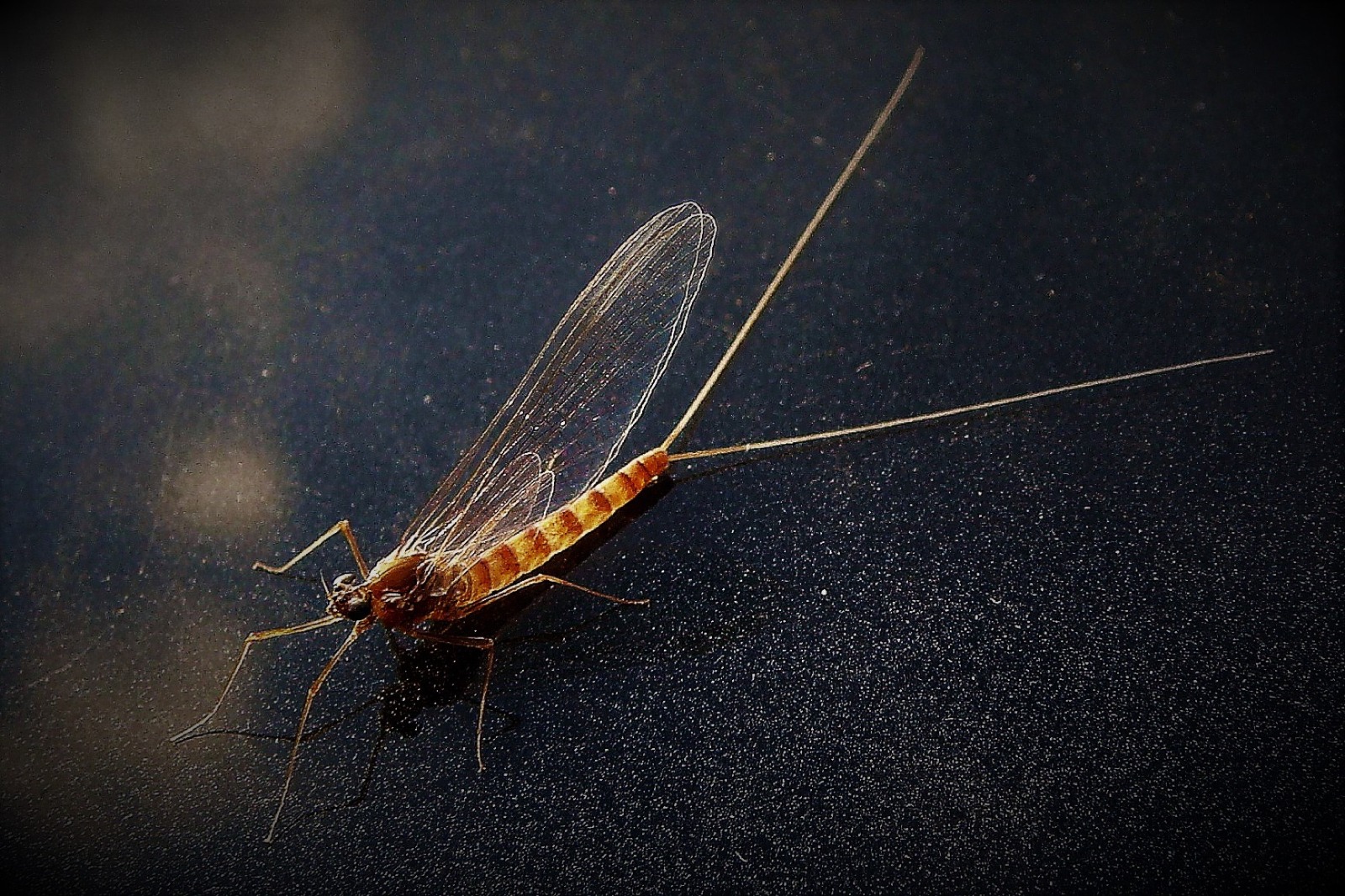 Mayfly spinner, Yellowstone Park