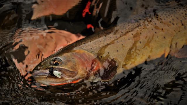 Yellowstone cutthroat trout, Miller Creek, Yellowstone Park