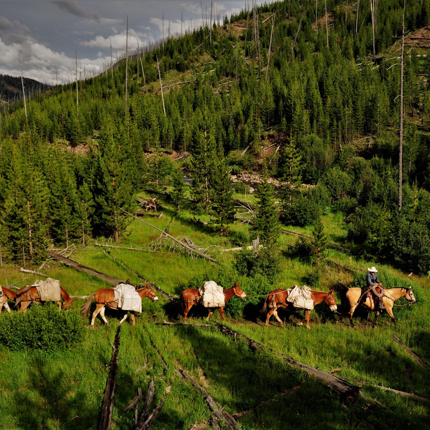 Lamar River Fly Fishing Pack Trip
