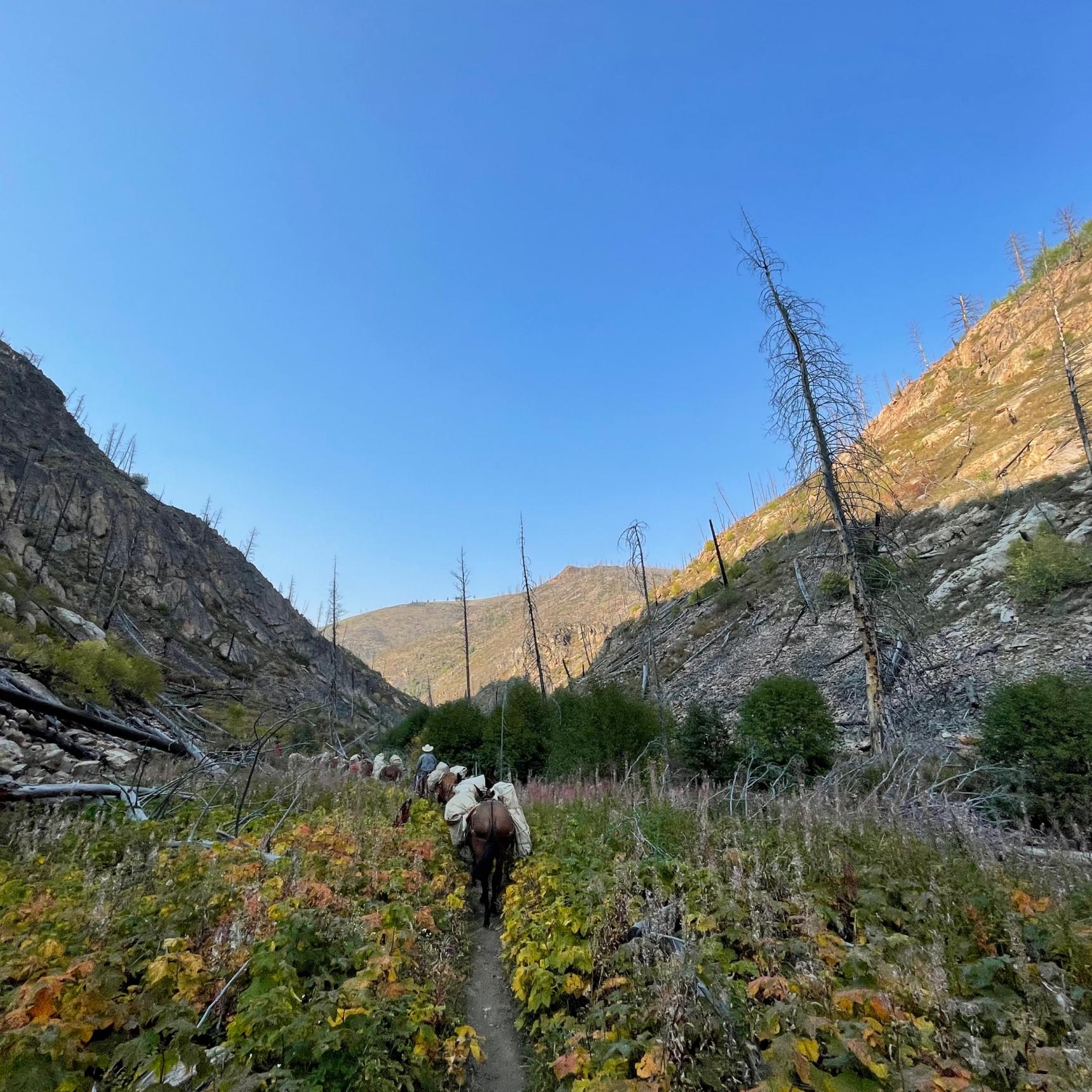 Hellroaring Creek Fishing Pack Trip