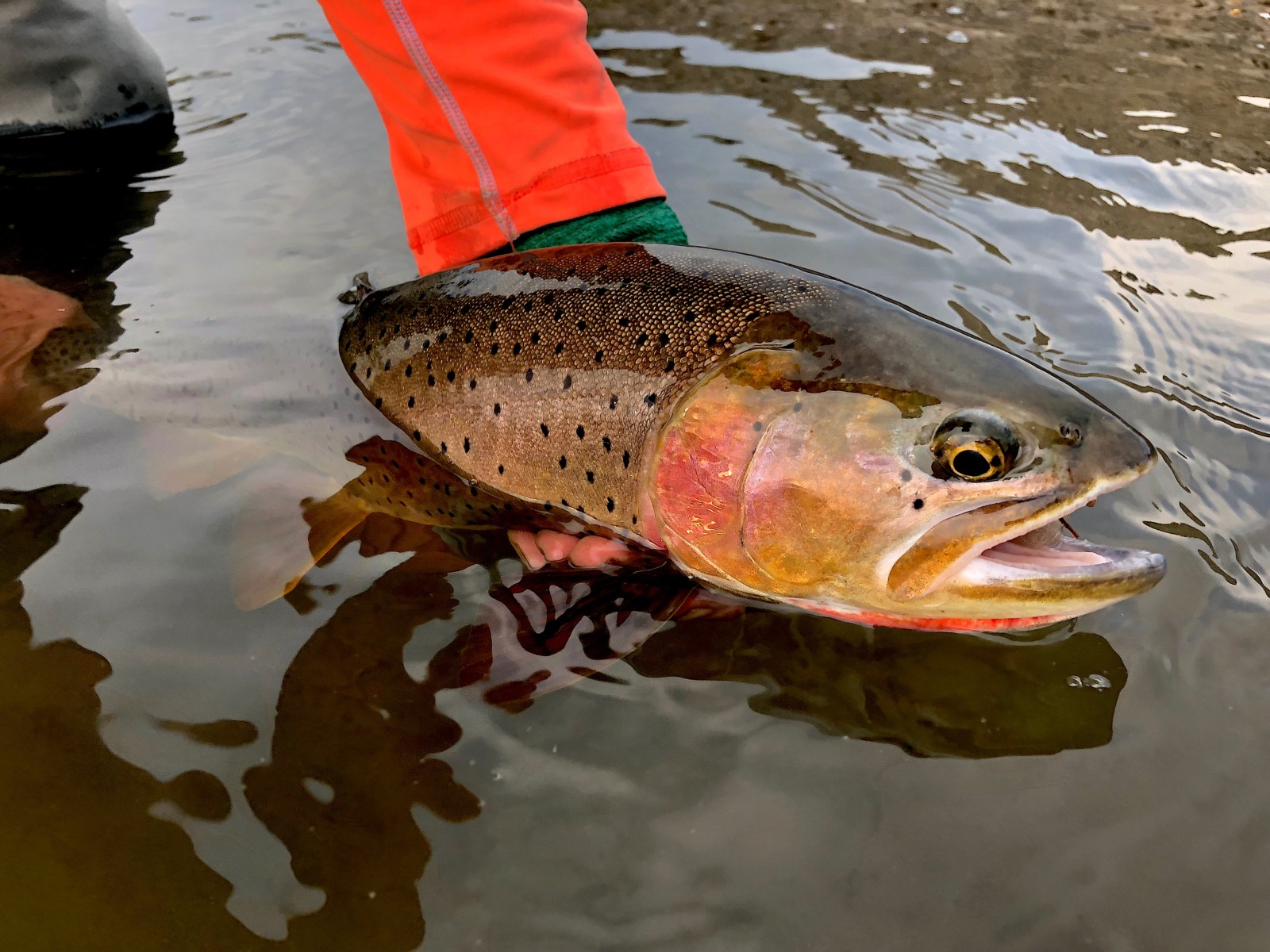 Fishing the Thorofare, Yellowstone Cutthroat
