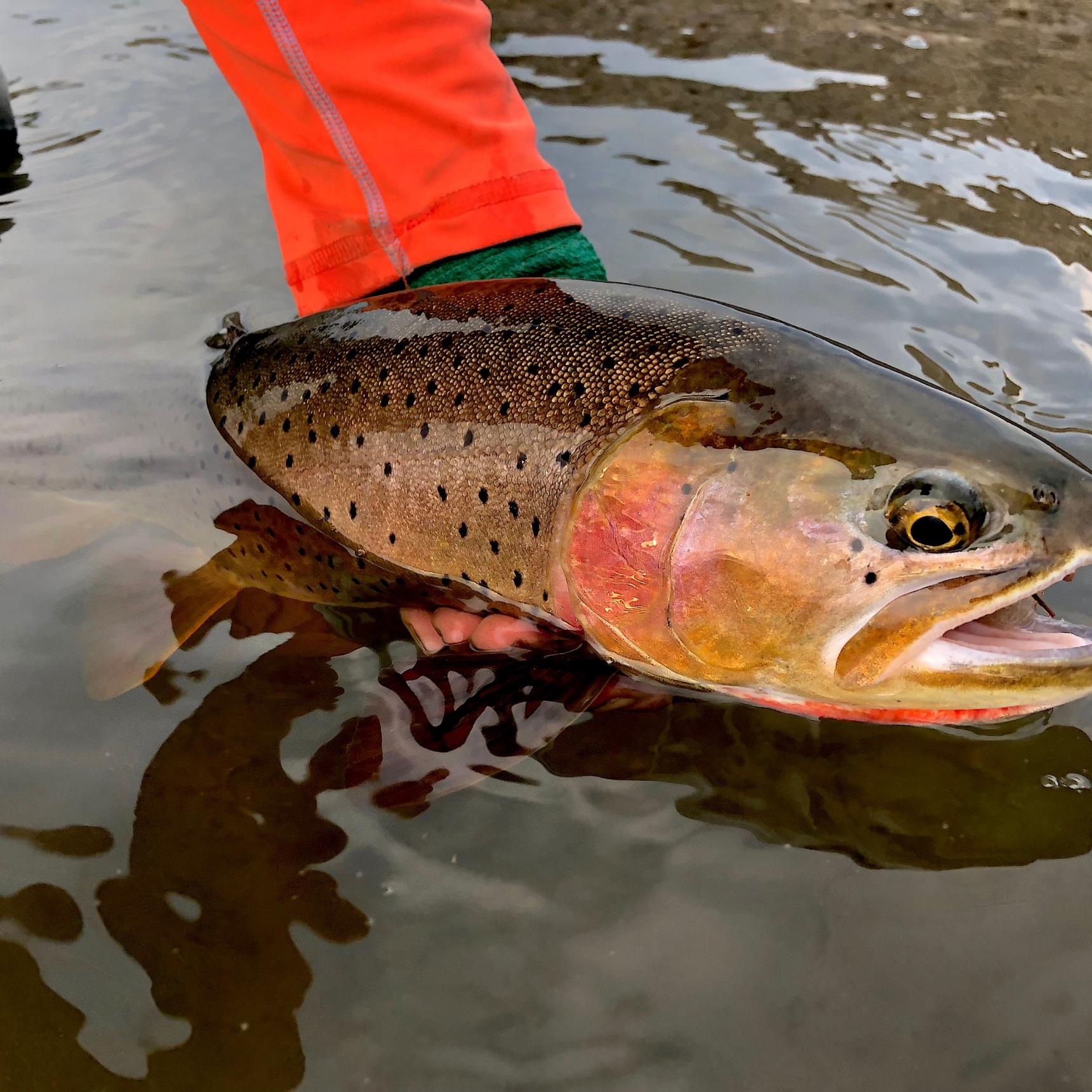 Fishing the Thorofare, Yellowstone Cutthroat