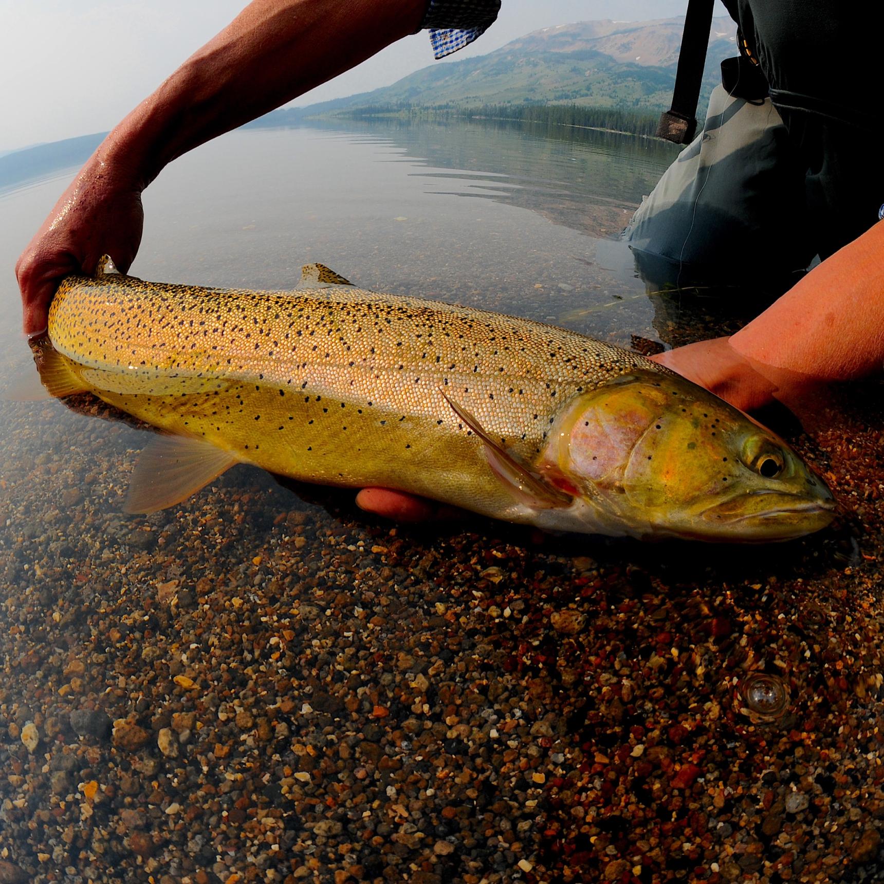 Guided Snake River Fly Fishing Trips, Heart Lake Yellowstone National Park