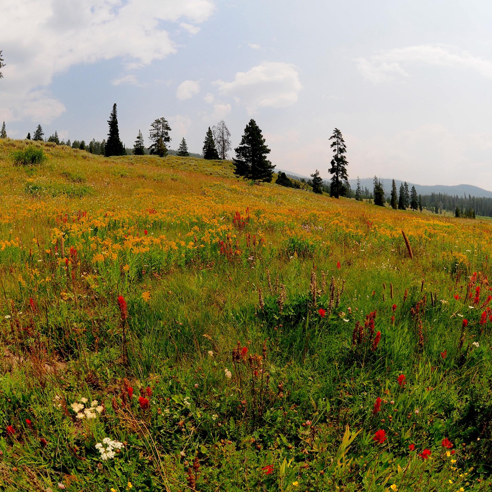 Yellowstone National Park Fly Fishing Pack Trips, Snake River