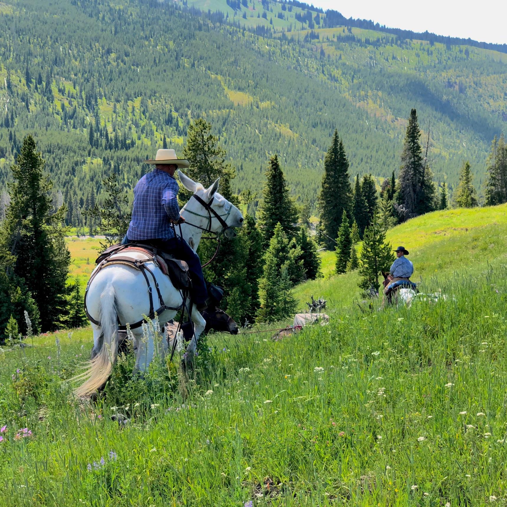 Yellowstone Fishing Pack Trips