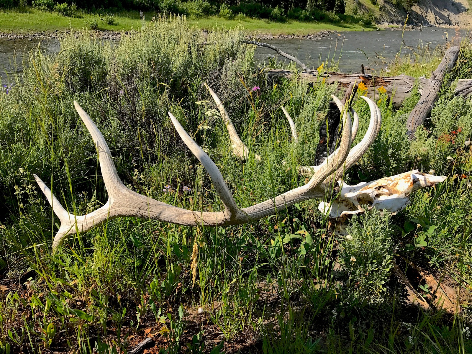 Yellowstone Fishing Pack Trips, Snake River