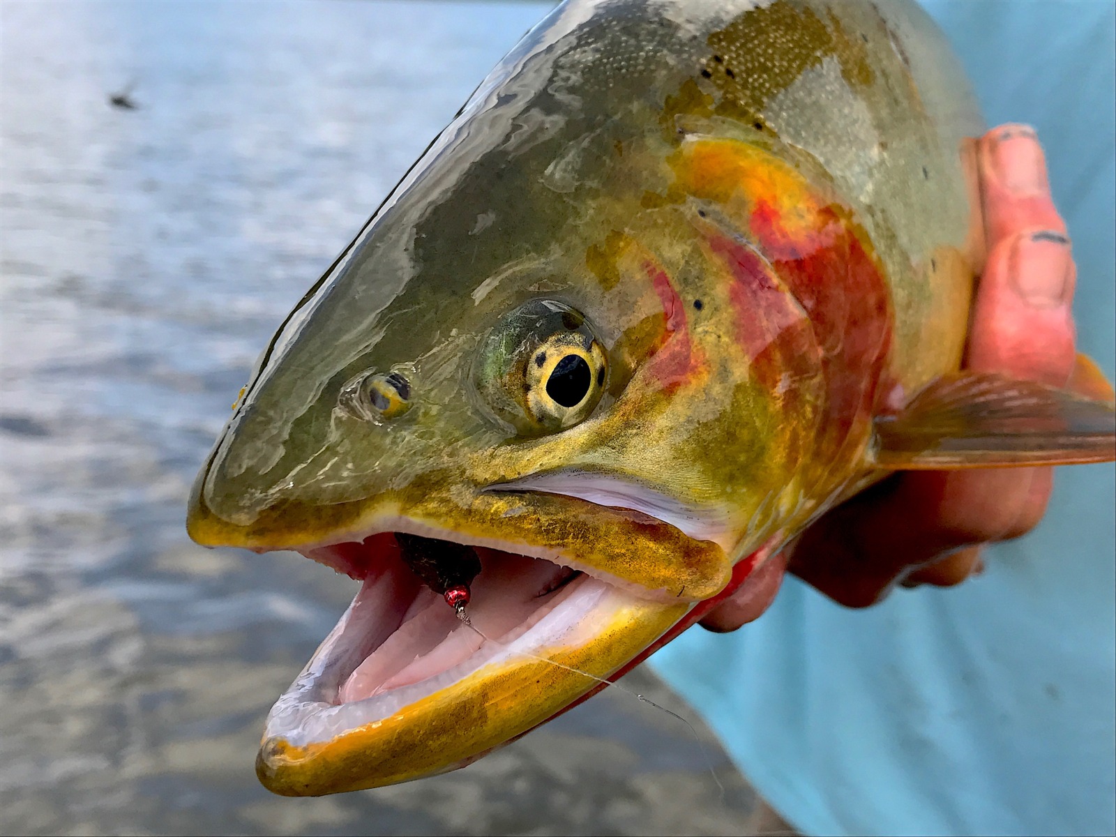 Yellowstone Fishing Guides