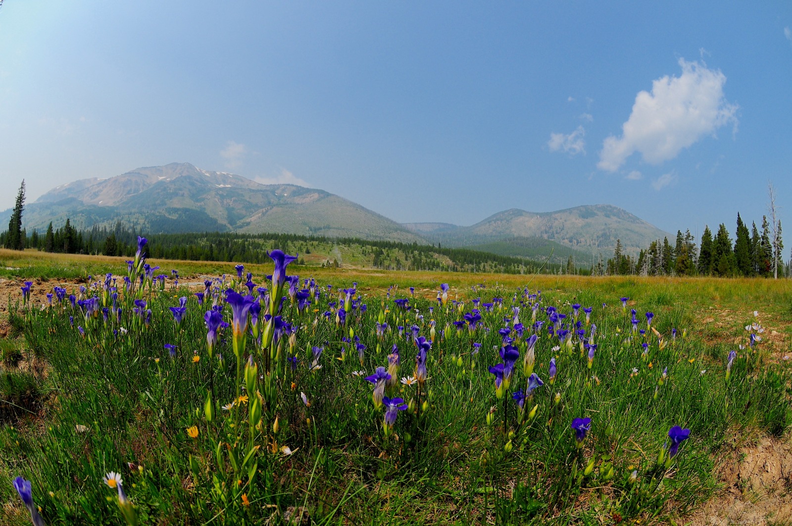 Yellowstone Family Tour Packages