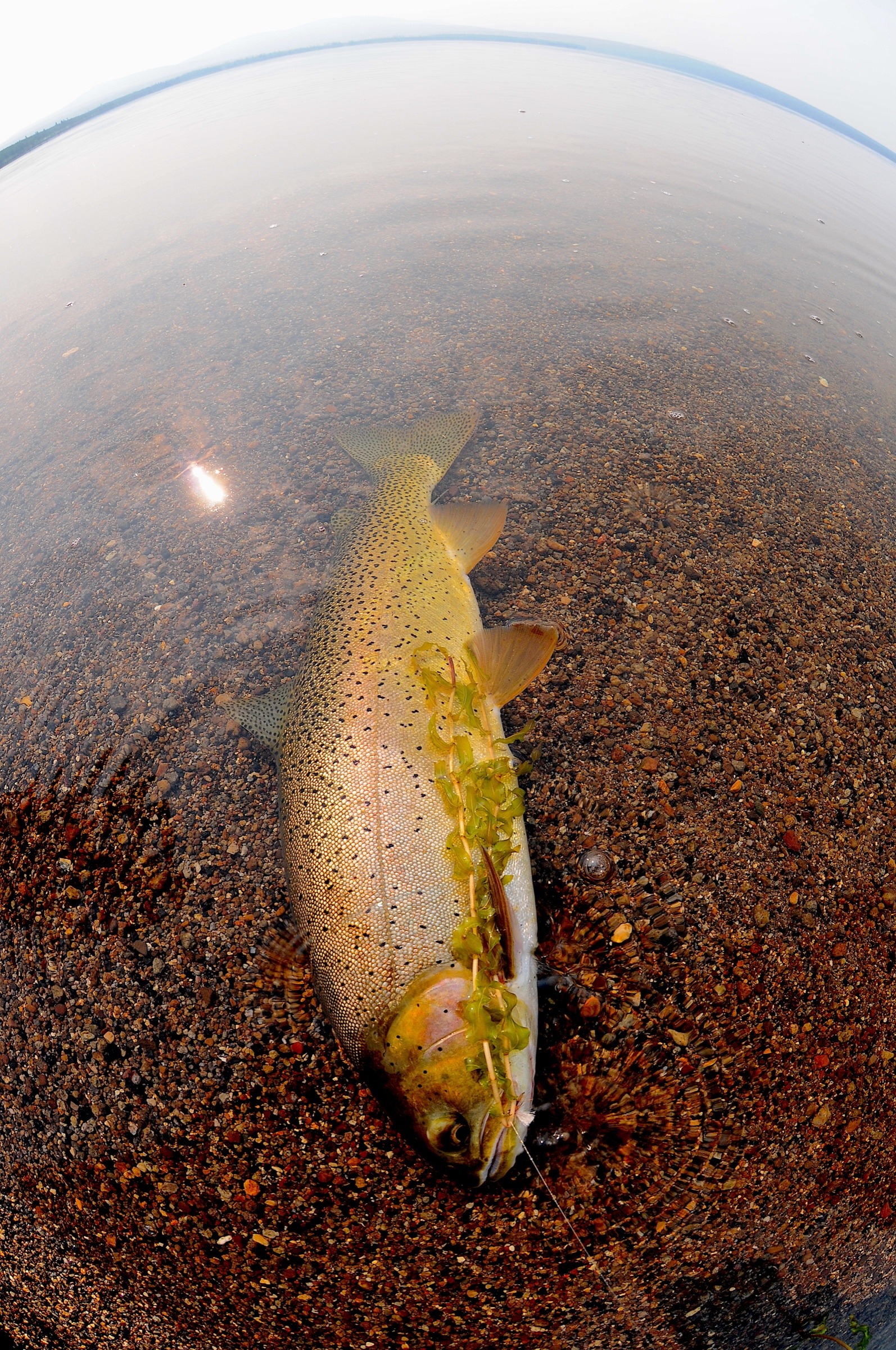 Yellowstone Fishing Guides