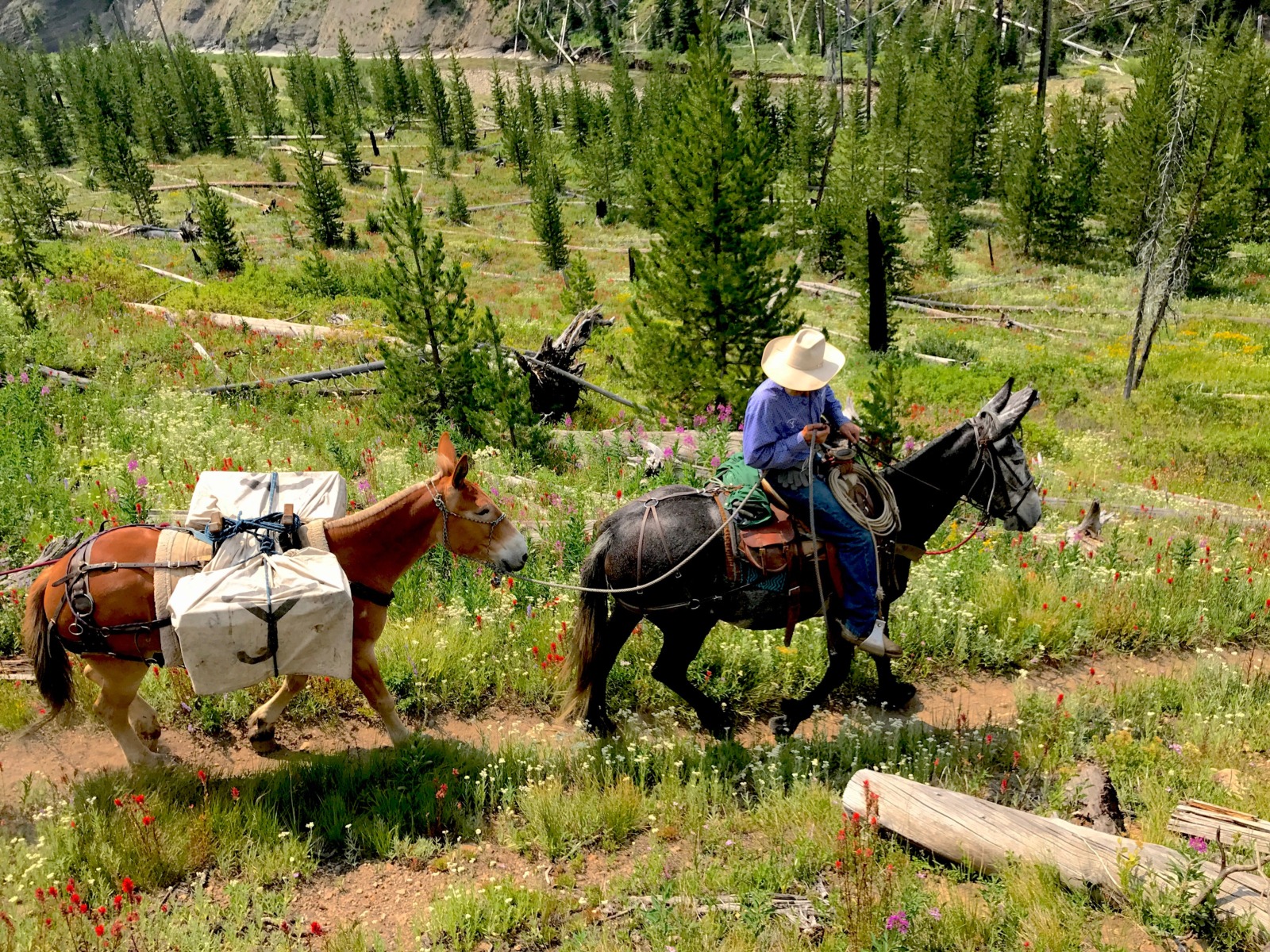 Yellowstone Outfitters Pack Trips