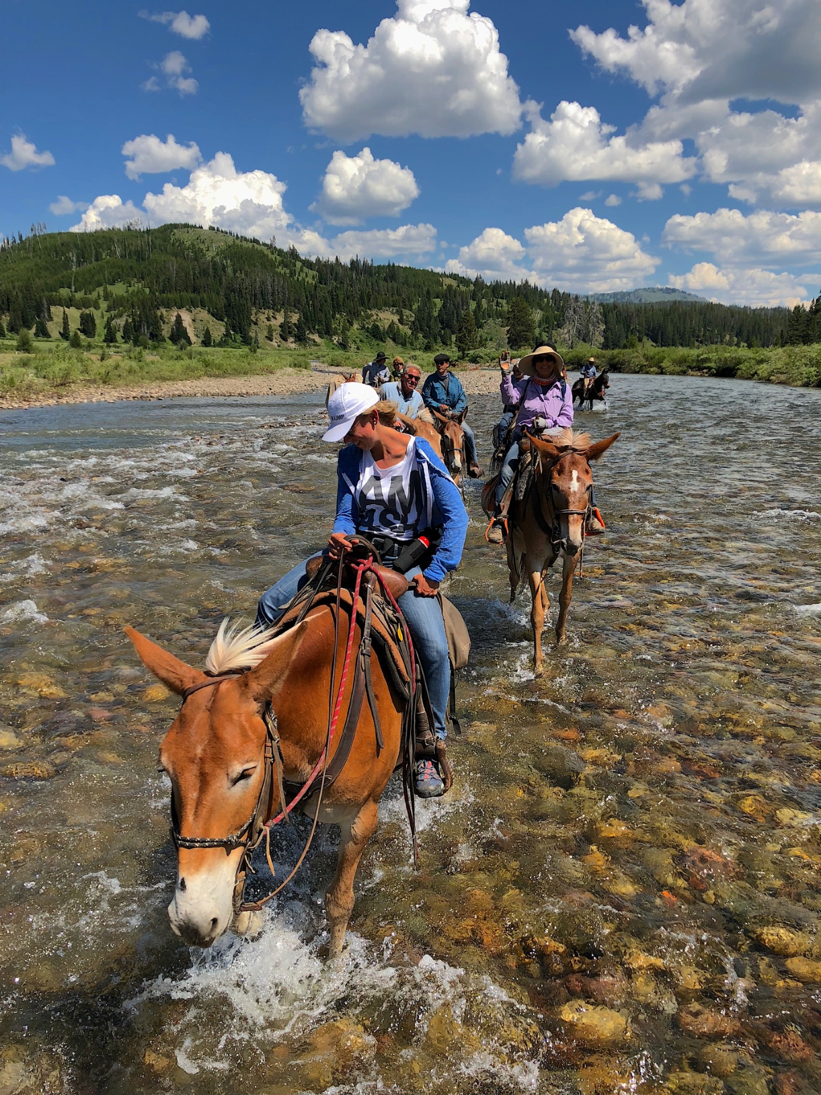 Yellowstone Outfitters Pack Trips