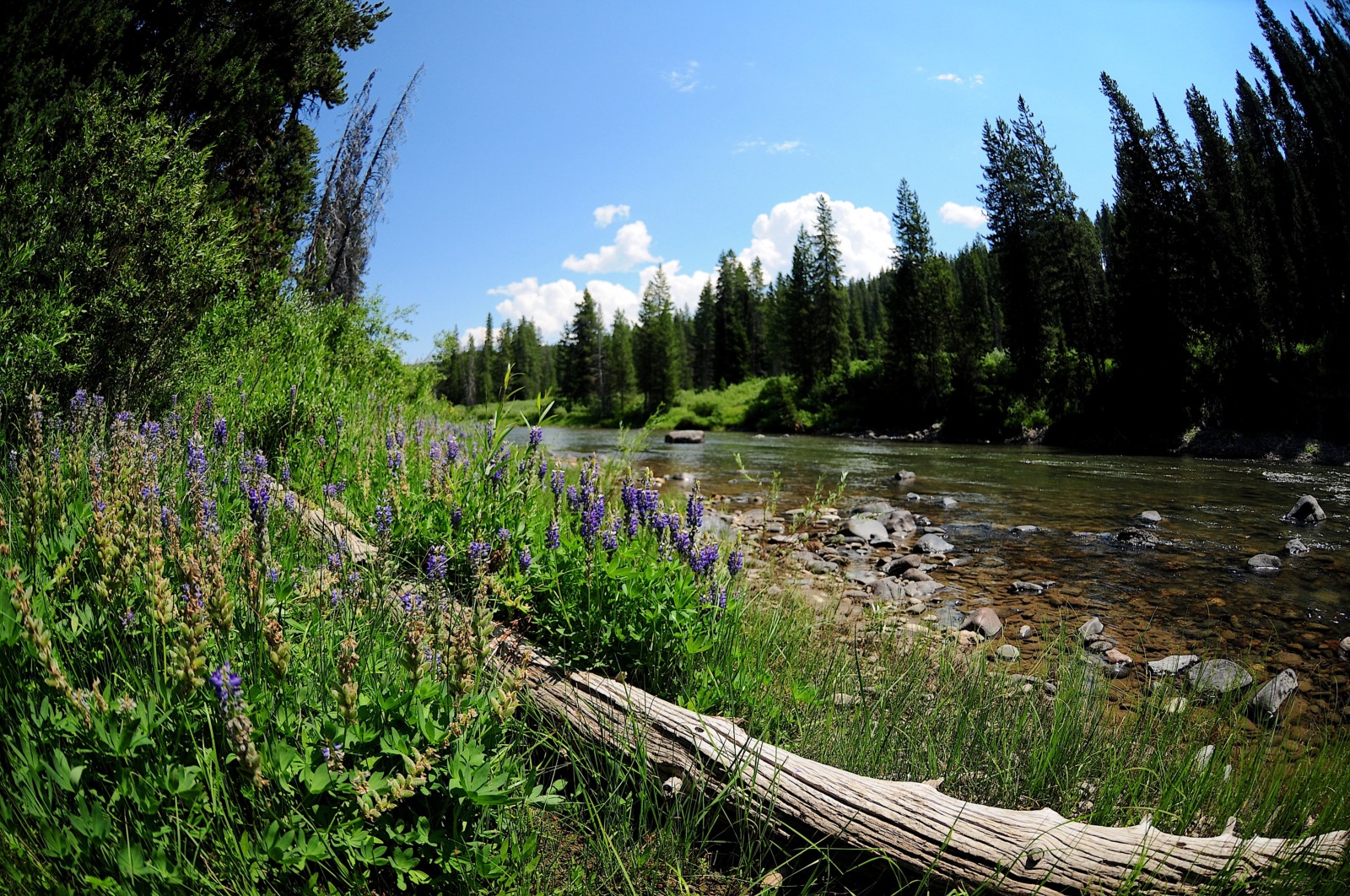 Best Yellowstone Family Trips