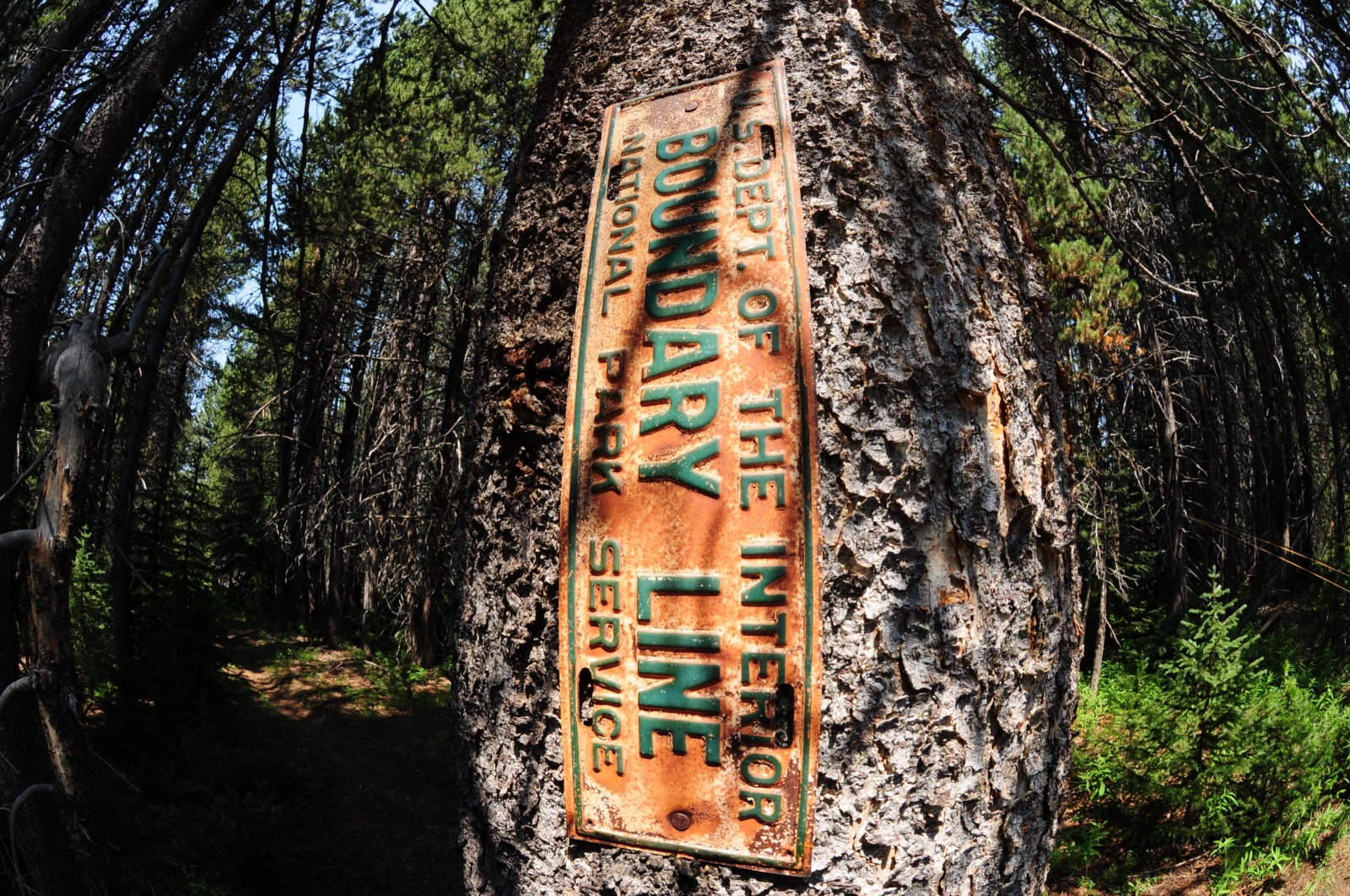 Yellowstone Wilderness Fly Fishing Pack Trip