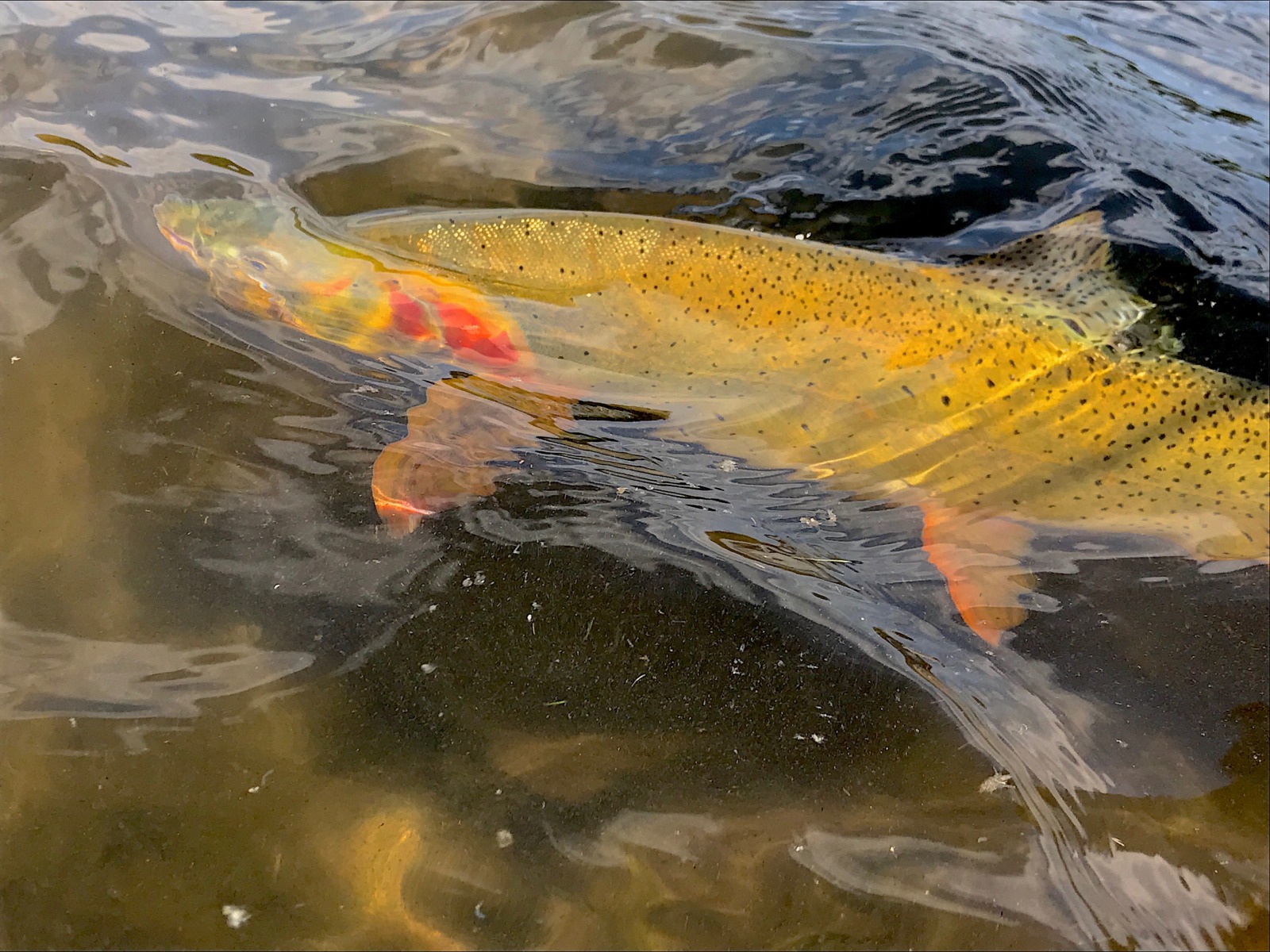 Fishing in Yellowstone National Park