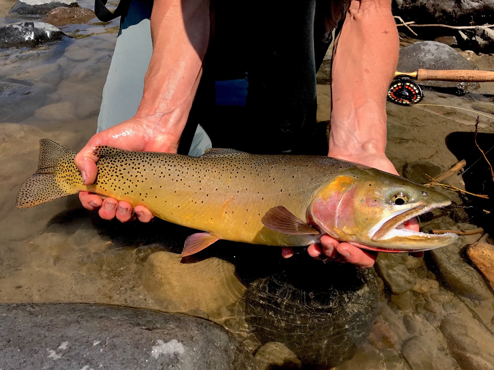 Yellowstone Fishing Guides