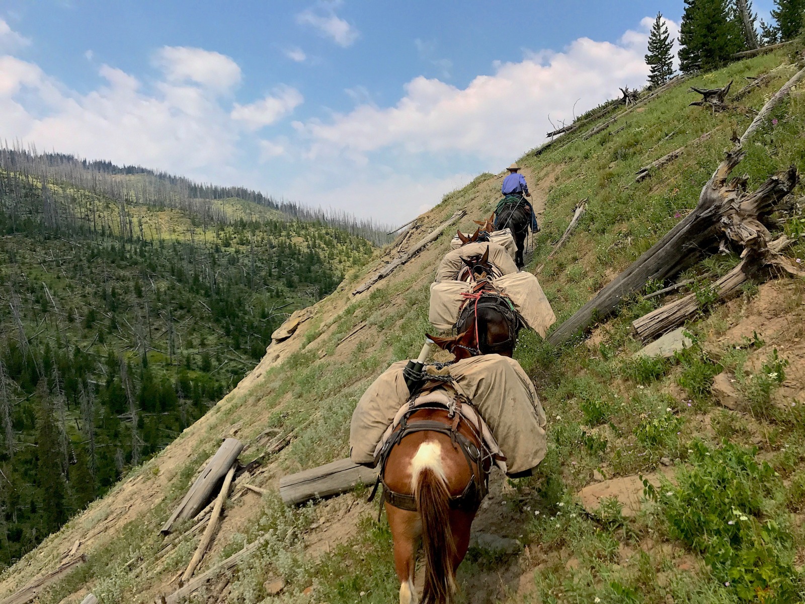 Wilderness Pack Trips Yellowstone