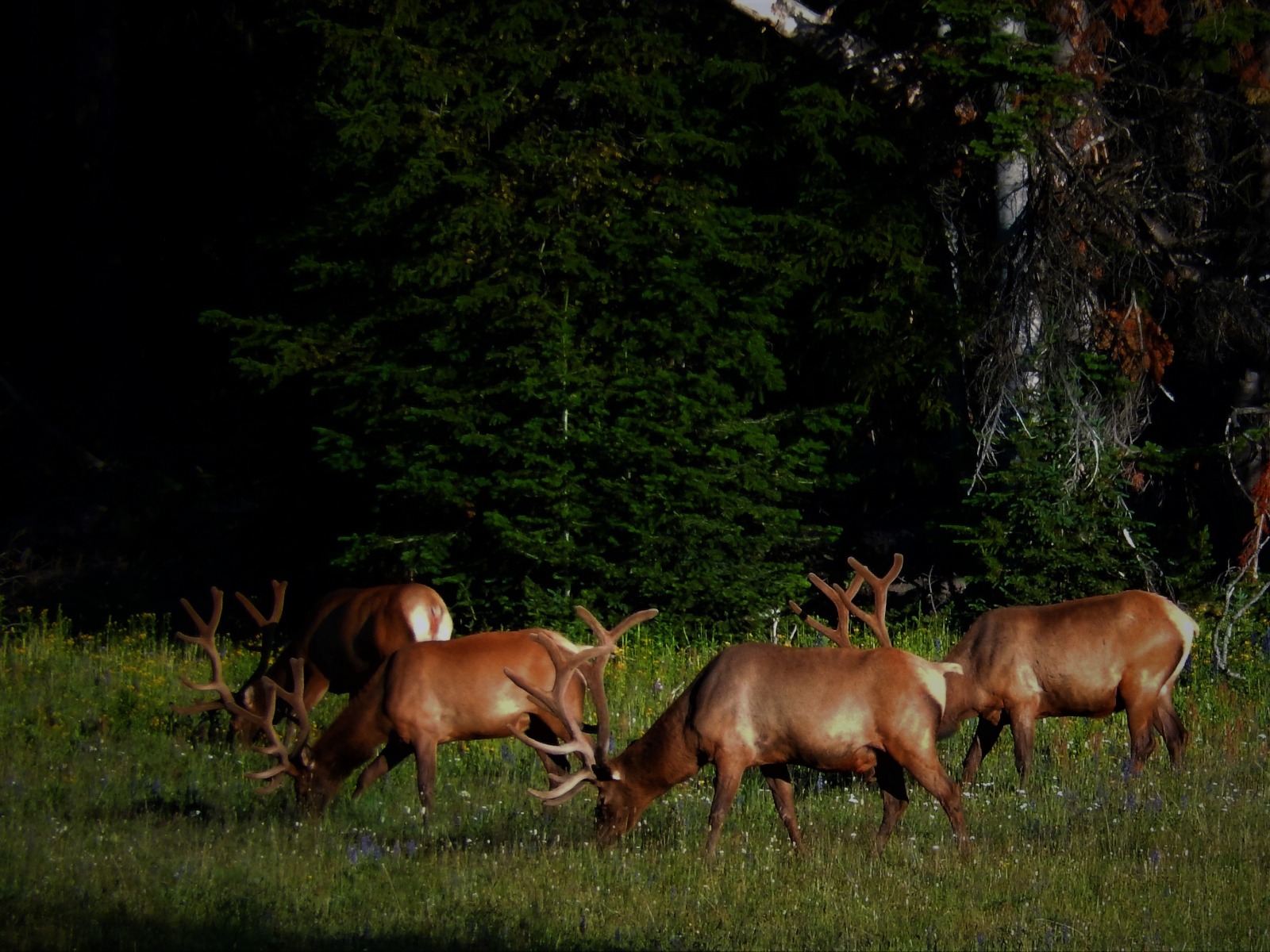 Yellowstone Wilderness Pack Trips