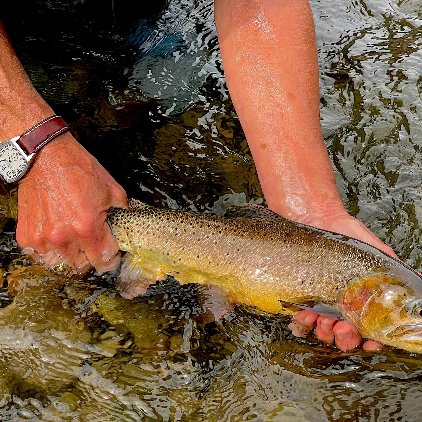 Wyoming Fishing Guides