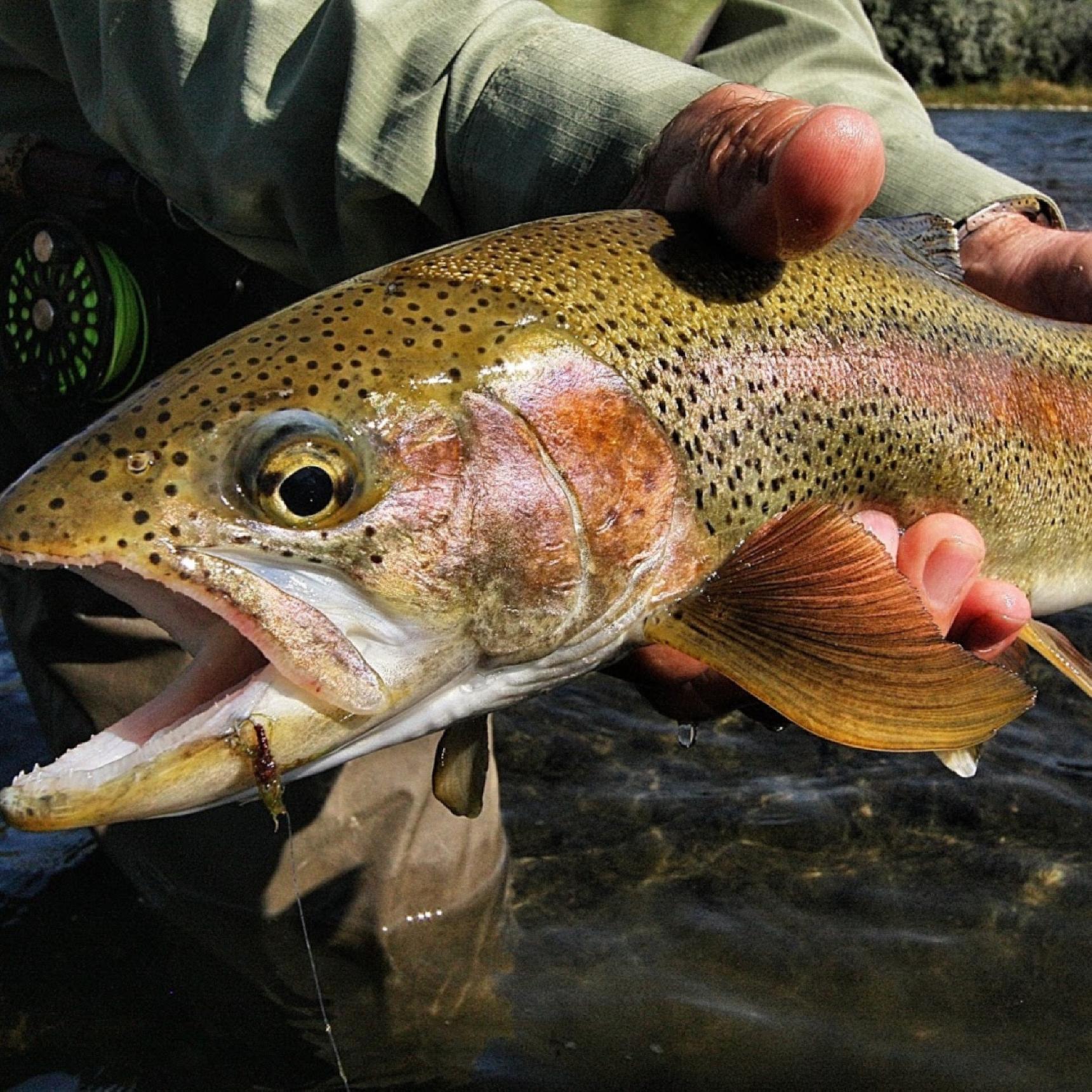 Bighorn River Fishing