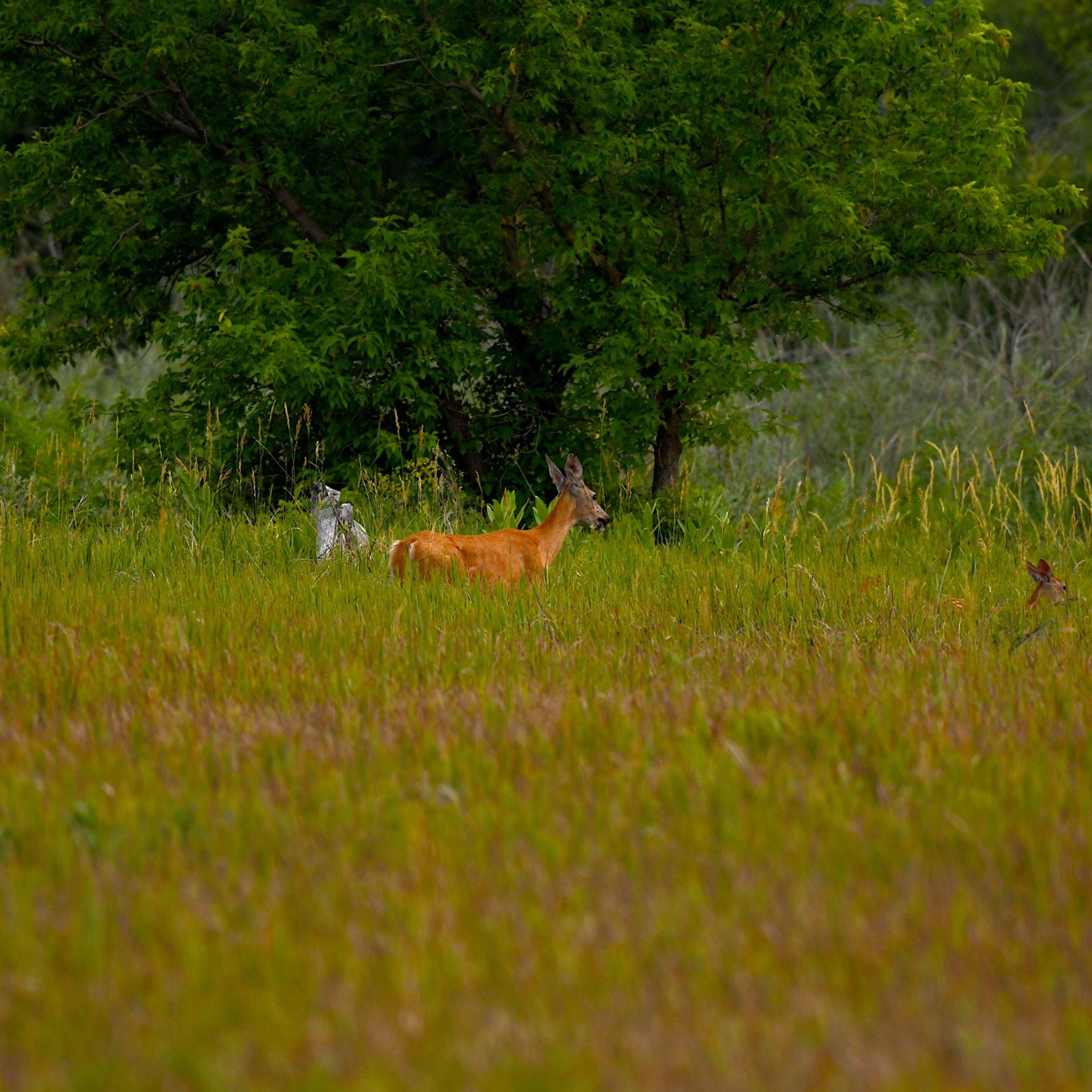 Yellowstone River Montana