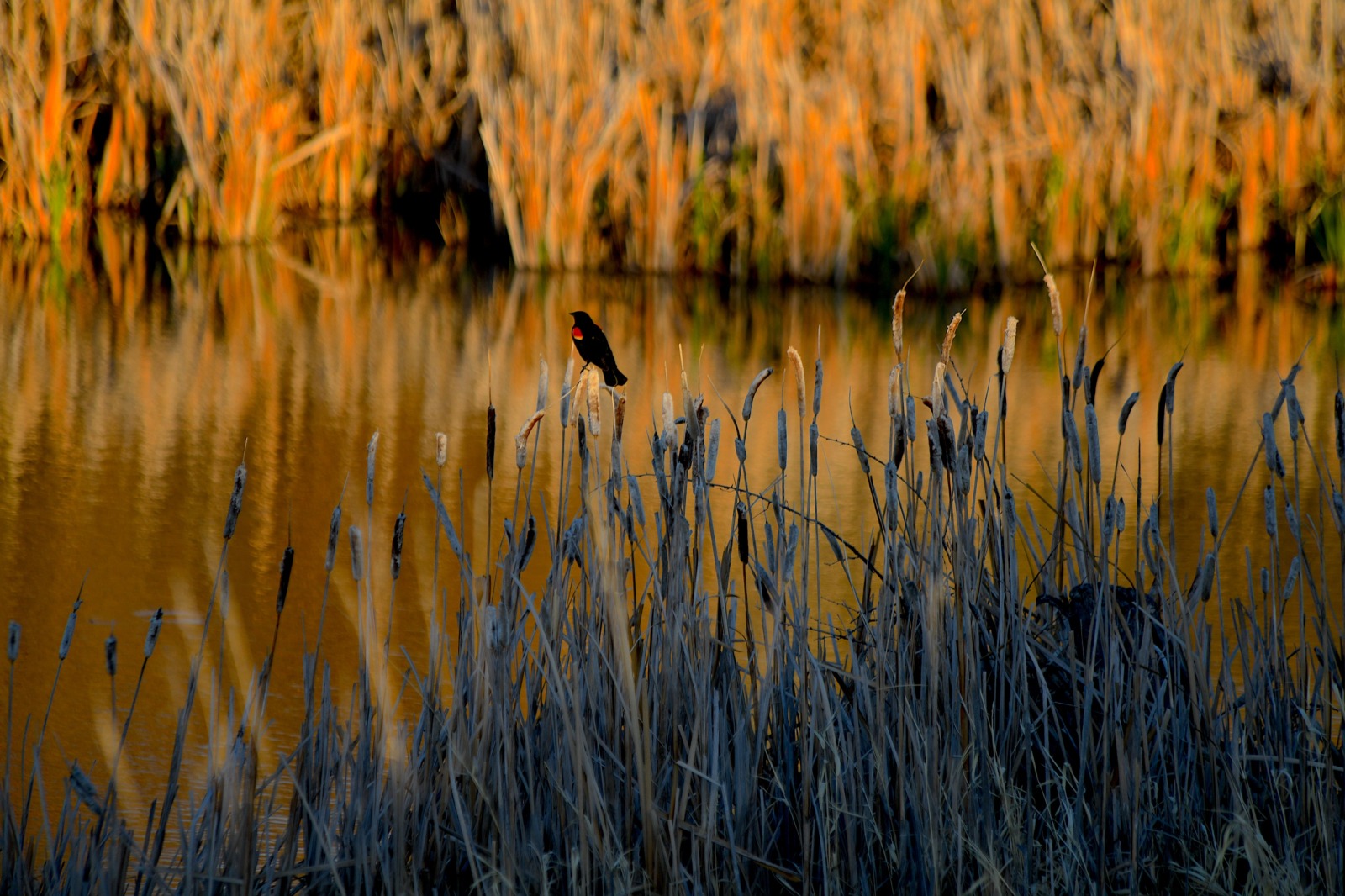 Yellowstone Fly Fishing Vacations