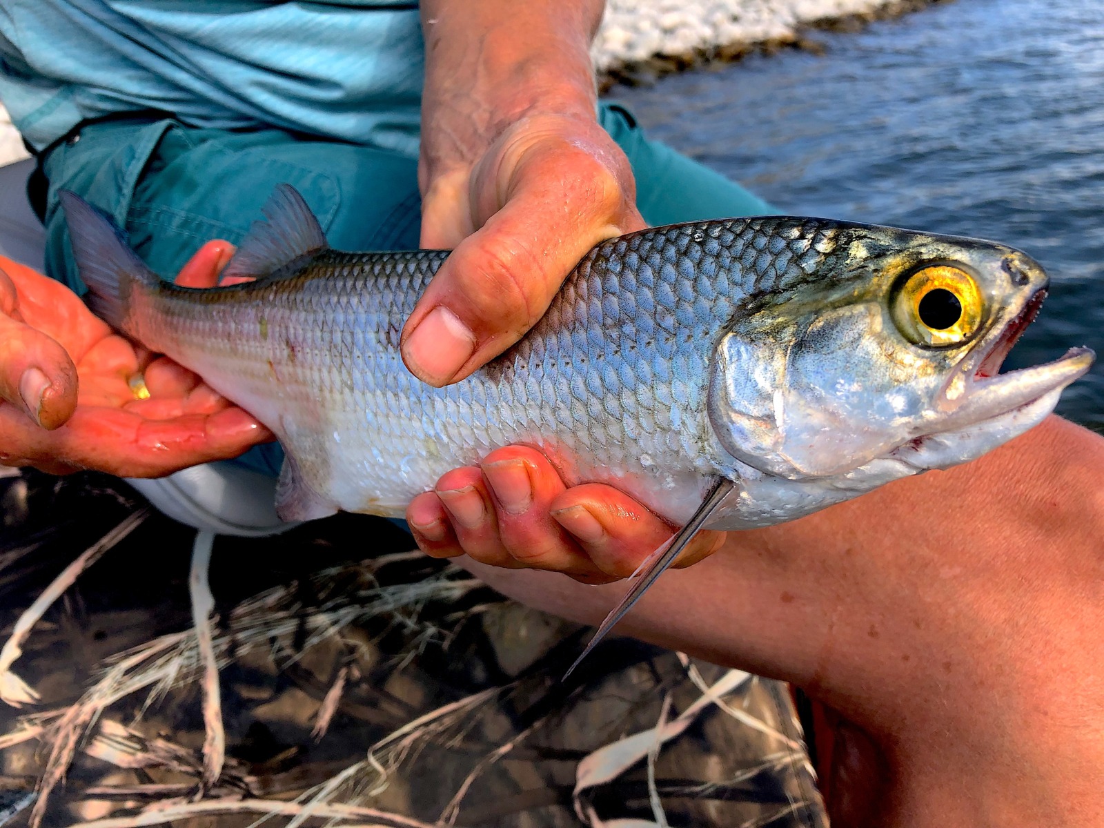 Yellowstone River Fishing, Goldeye Shad